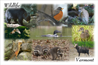 Vermont Wildlife Collage #3